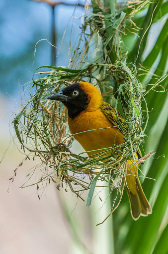 Lesser Masked Weaver building a nest, Ploceus intermedius, Serengeti National Park, Tanzania, East Africa