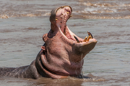 The common hippopotamus (Hippopotamus amphibius), or hippo, is a large, mostly herbivorous, semiaquatic mammal.  Serengeti National Park. Yawning showing large teeth and palate.