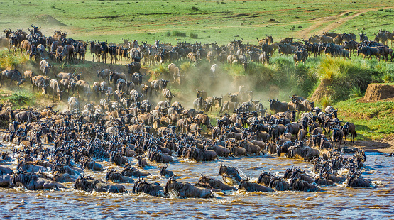 The blue wildebeest also called the common wildebeest (Connochaetes taurinus), or the white-bearded wildebeest, is a large antelope. Many animals crossing the Mara River.