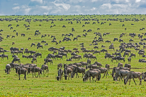 Wildebeest Herd, Connochaetus taurinus, Serengeti National Park, Tanzania, East Africa, Migration