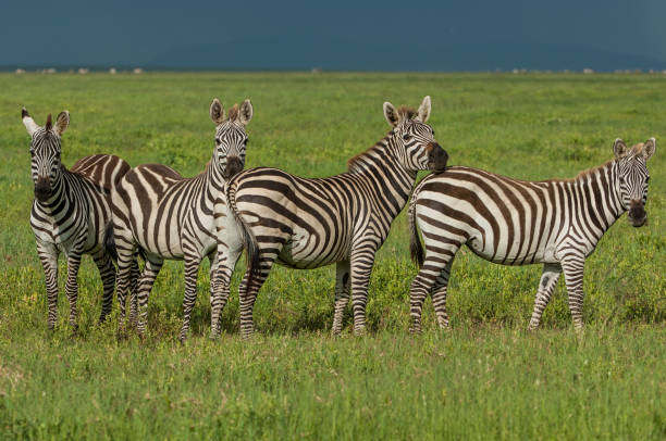 la zebra delle pianure (equus quagga, ex equus burchellii), nota anche come zebra comune o zebra di burchell, parco nazionale del serengeti - burchellii foto e immagini stock