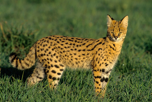 Hunting Serval, Felis serval, Serengeti National Park, Tanzania, East Africa