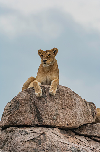 Female African Lion a the Kopje, Panthera leo, Serengeti National Park, Tanzania, East Africa.  Panthera leo melanochaita.