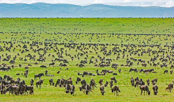 mandria di gnu, connochaetus taurinus, parco nazionale del serengeti, tanzania, africa orientale, migrazione - parco nazionale del serengeti foto e immagini stock