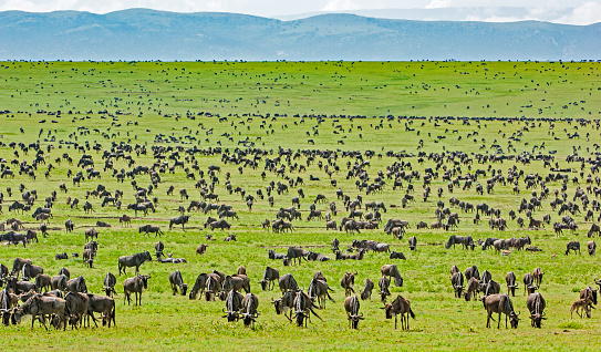 Group of wildebeest clustered on the embankment of the Mara River during the northern part of the annual Great Migration of the Serengeti - the world's largest terrestrial migration involving as many as 2.5 million animals. \n Safari vehicles aligned to view the spectacle of a river crossing with cameras poised to capture the moment.  Photo was taken on August 31, 2022 from the southern bank of the Mara River in northern Serengeti near Kogatende, Tanzania.