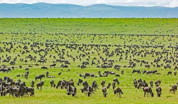 Wildebeest Herd, Connochaetus taurinus, Serengeti National Park, Tanzania, East Africa, Migration