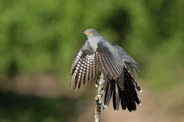 The common cuckoo The common cuckoo is a member of the cuckoo order of birds, Cuculiformes common cuckoo stock pictures, royalty-free photos & images