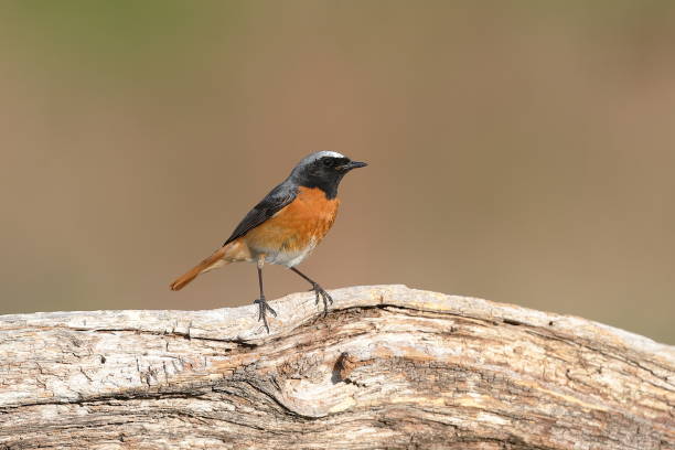 The common redstart The common redstart, or often simply redstart, is a small passerine bird in the redstart genus Phoenicurus. male common redstart phoenicurus phoenicurus stock pictures, royalty-free photos & images