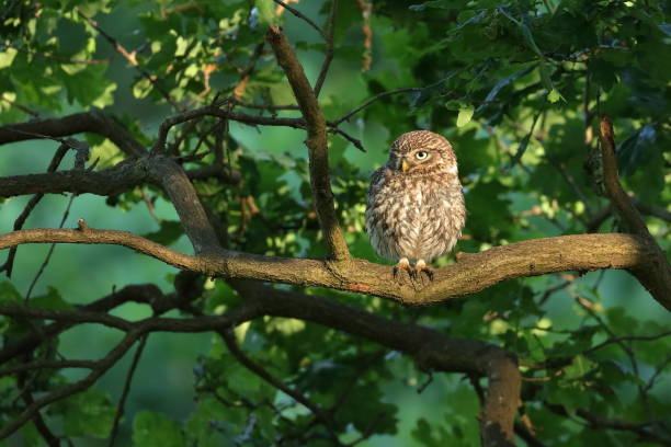 istock The little owl 1243878789