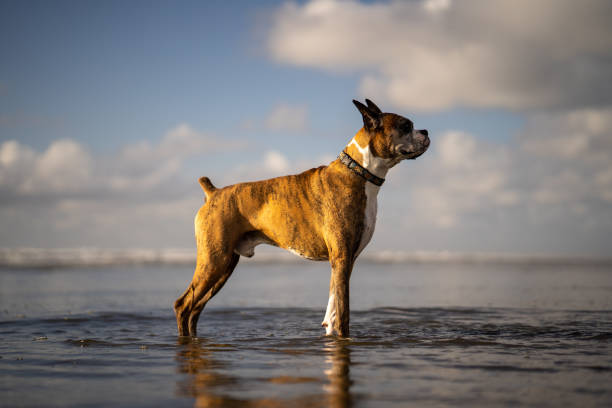 perro bóxer se relaja en aguas poco profundas en la playa - boxer perro fotografías e imágenes de stock