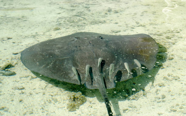 istock Stingray floating in the lagoon, French Polynesia 1243881495