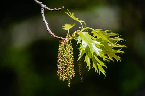 amentos de roble - english oak fotografías e imágenes de stock