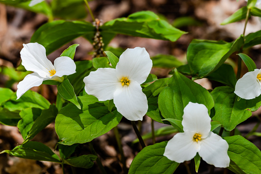 Gran flor de trilio blanco photo