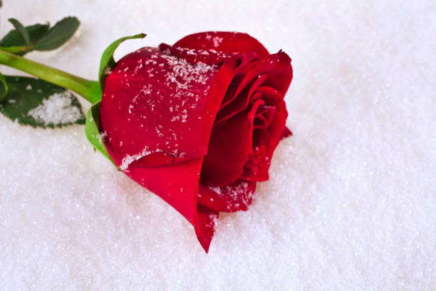 istock Rose flower on the snow 1243889994