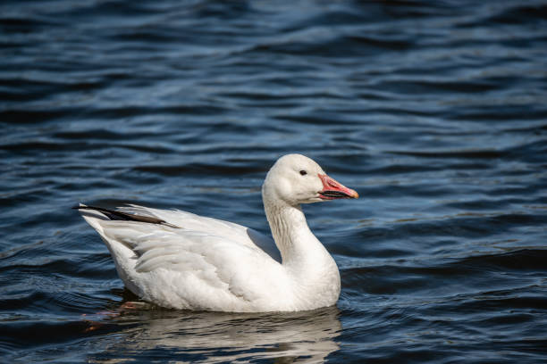 istock Snow Goose swims in the river 1243898936