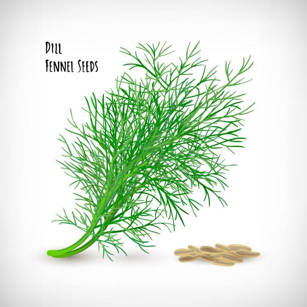 ilustrações, clipart, desenhos animados e ícones de planta fresca de especiarias de galho de galho com sementes. - fennel vegetable food white background