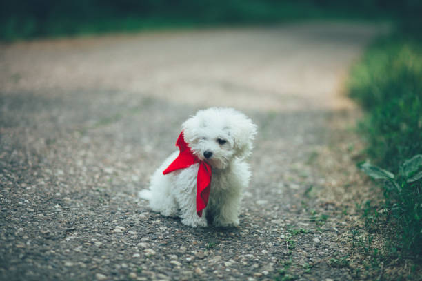 istock Puppy with red ribbon 1243898943
