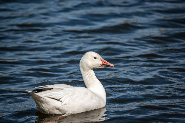 istock Snow Goose swims in the river 1243903170