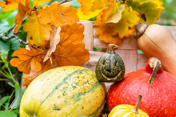 Thanksgiving and fall background with a cute owl amidst a collection of miniature pumpkins. Space for text.