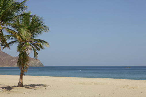 UAE - Coconut Palm trees on the Khor Fakkan Beach on the East Coast on the Arabian Sea