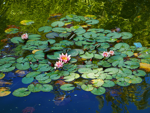 White lily leaf in water on the lake