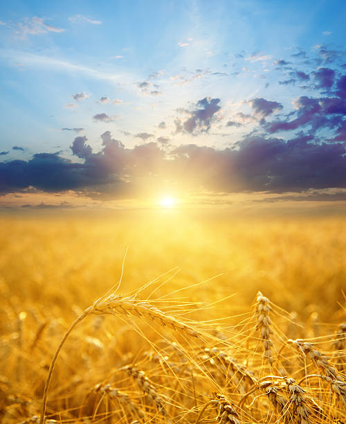 istock gold field in sunset 124391356