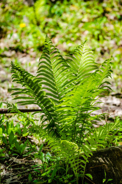 istock Fern in the city park 1243916051