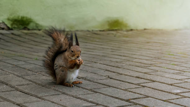 istock little brown squirrel with fuzzy tail eats nut on paved road 1243924441