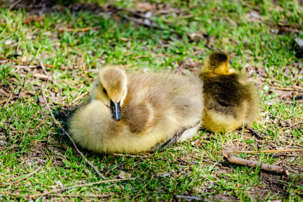 istock Newborn goslings in the springtime 1243931814