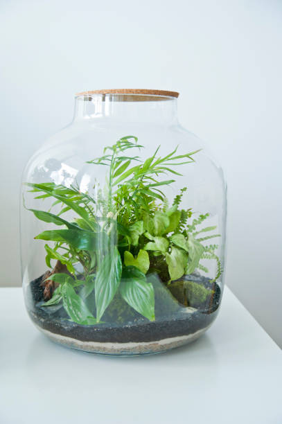 istock Beautiful jar with live forest with self ecosystem, terrarium, forest in a jar 1243934936