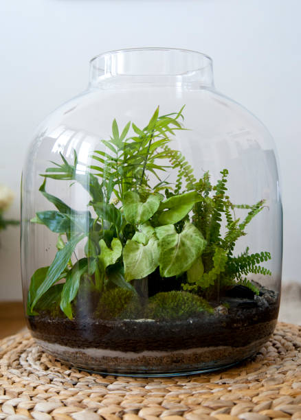 istock Beautiful jar with live forest with self ecosystem, terrarium, forest in a jar 1243935453