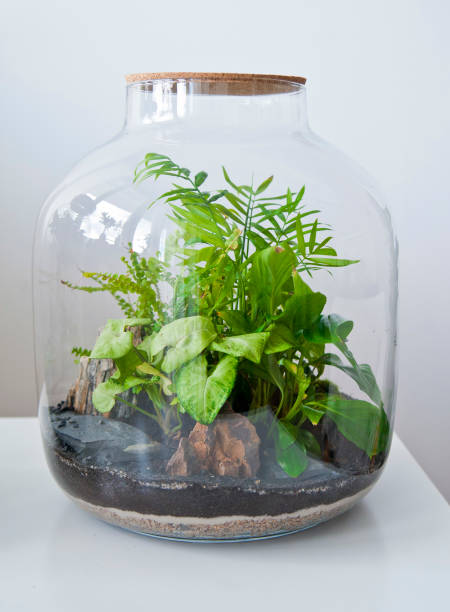 istock Beautiful jar with live forest with self ecosystem, terrarium, forest in a jar 1243935457