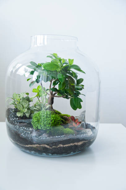 istock Beautiful jar with live forest with self ecosystem, terrarium, forest in a jar 1243935458
