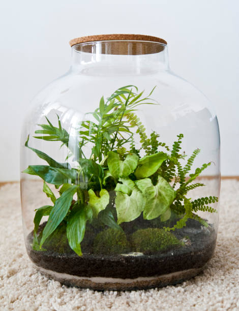 istock Beautiful jar with live forest with self ecosystem, terrarium, forest in a jar 1243935461