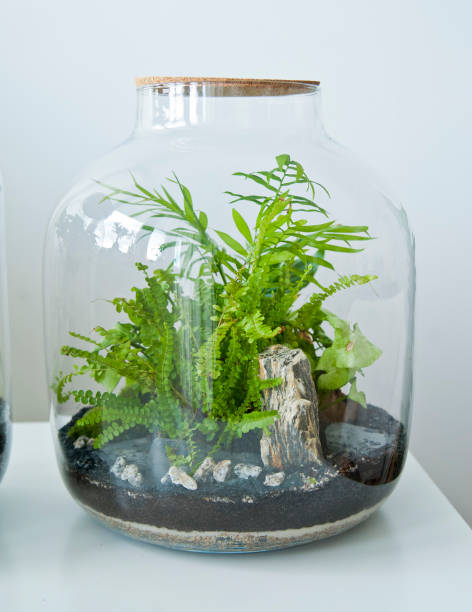 istock Beautiful jar with live forest with self ecosystem, terrarium, forest in a jar 1243935464