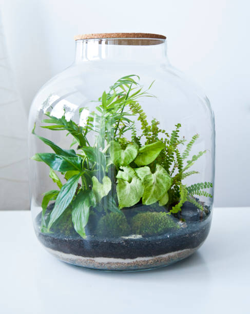 istock Beautiful jar with live forest with self ecosystem, terrarium, forest in a jar 1243935465