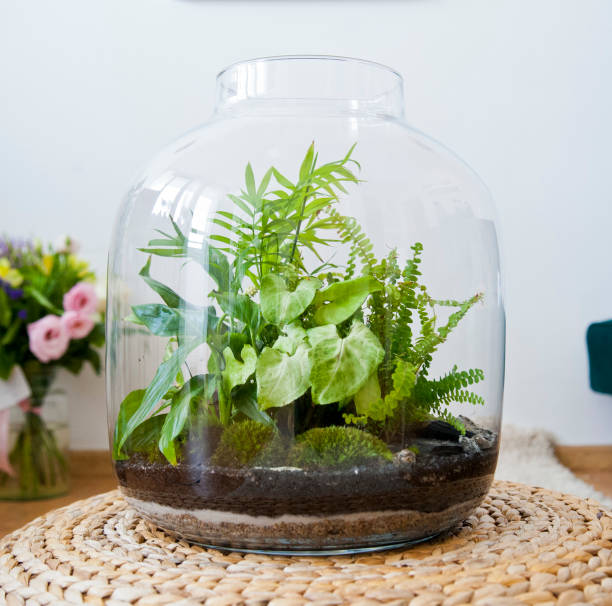 istock Beautiful jar with live forest with self ecosystem, terrarium, forest in a jar 1243935466