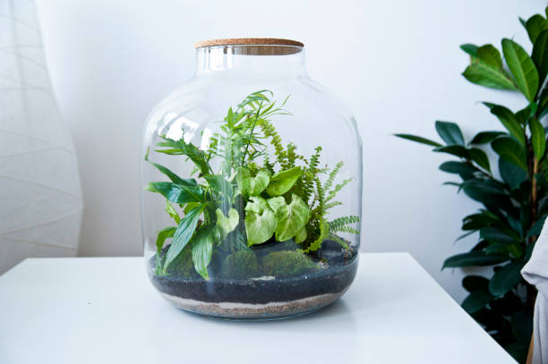 istock Beautiful jar with live forest with self ecosystem, terrarium, forest in a jar 1243938188