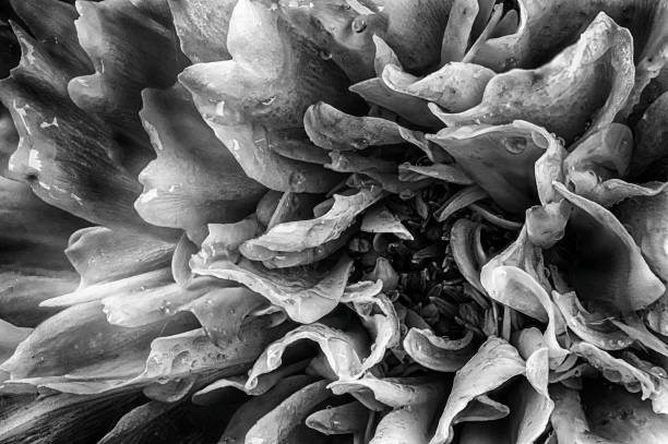 istock Dahlia flower in black and white macro 1243940146