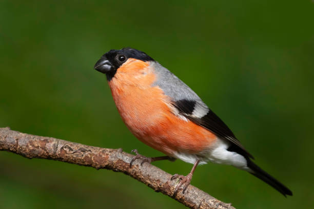 istock Bullfinch bird closeup in the wild 1243941198