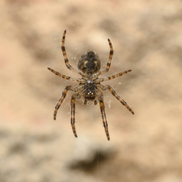 istock Scary hairy spider on a web on a red background. 1243960769