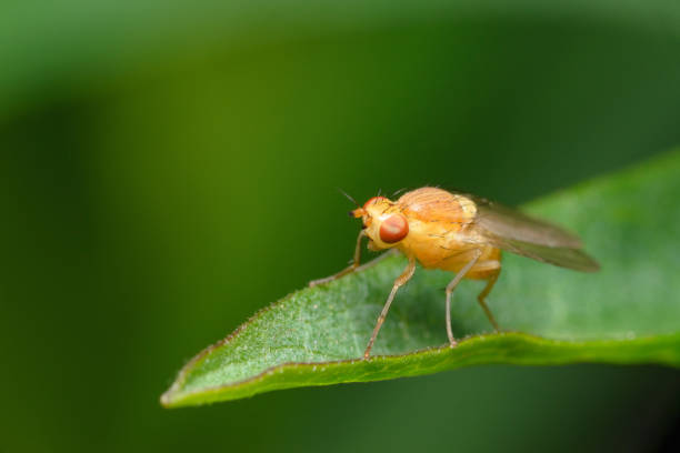 istock A small tiny yellow bright Drosophila fly on a green leaf. 1243960782