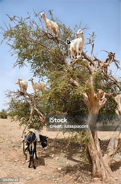 Capre Mangiando Frutta Argan Marocco Essaouira - Fotografie stock e altre immagini di Africa - Africa, Albero, Albero di argan