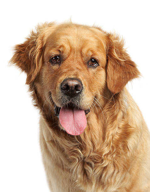 istock Golden Retriever on white background 124396251