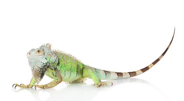 istock Green Iguana portrait 124396319