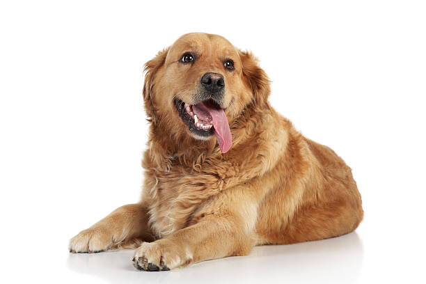 istock Golden Retriever on white background 124396325