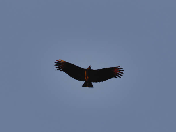 Andean Condor seen at Colca Canyon in Arequipa, Peru.
