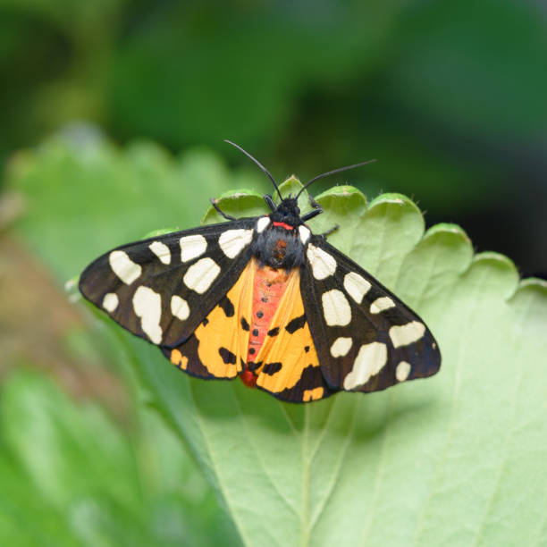 черный пятнистый моли arctia villica на зеленом листе. - tiger beauty in nature insects nature стоковые фото и изображения