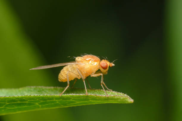 istock A small tiny yellow bright Drosophila fly on a green leaf. 1243970809