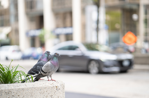 Pigeons standing beside the road